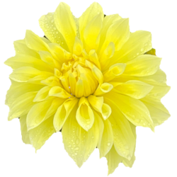 Galway Flower Farm