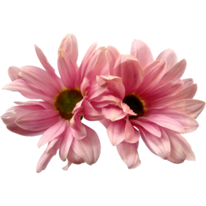 TheDutchflowergirl