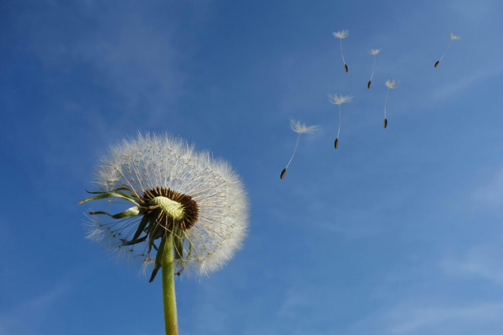 Freed Counselling & Psychotherapy Mullingar