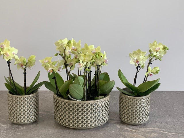 Orchids.ie