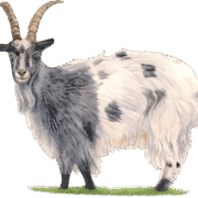 Old Irish Goat Centre