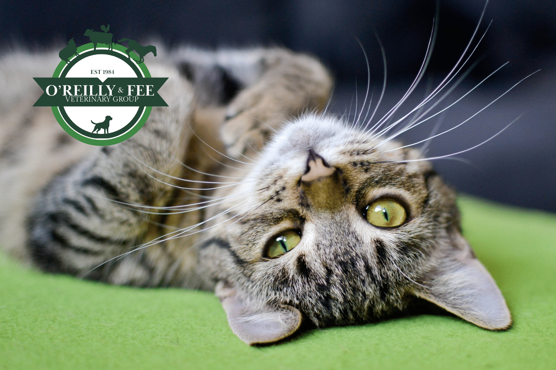 O'Reilly & Fee Veterinary Surgery - Armagh
