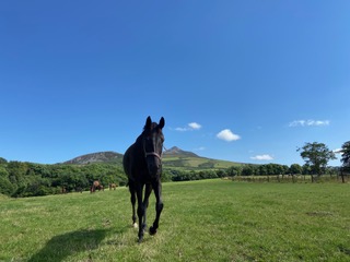Ballyorney Veterinary Clinic