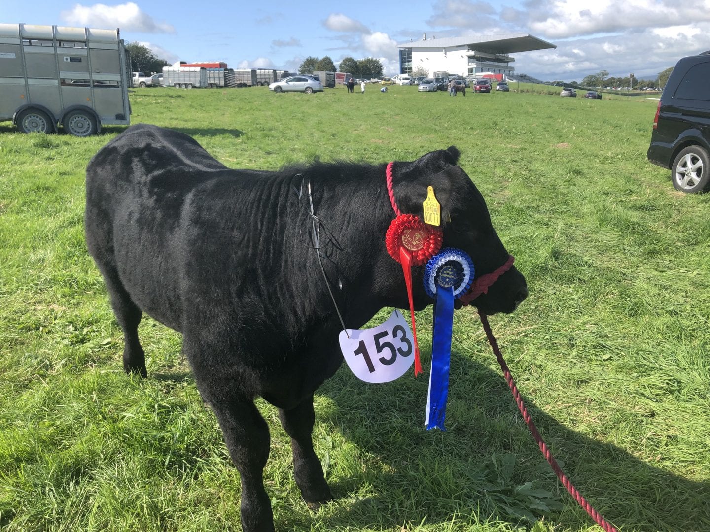 Lemonfield Angus Herd