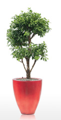 Floral Decor Limited