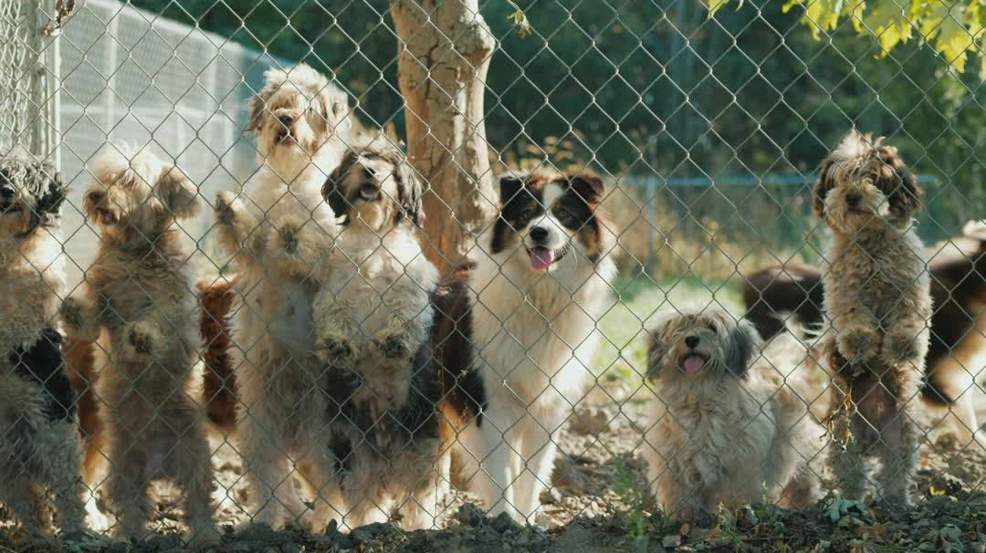 Brookview Boarding Kennels