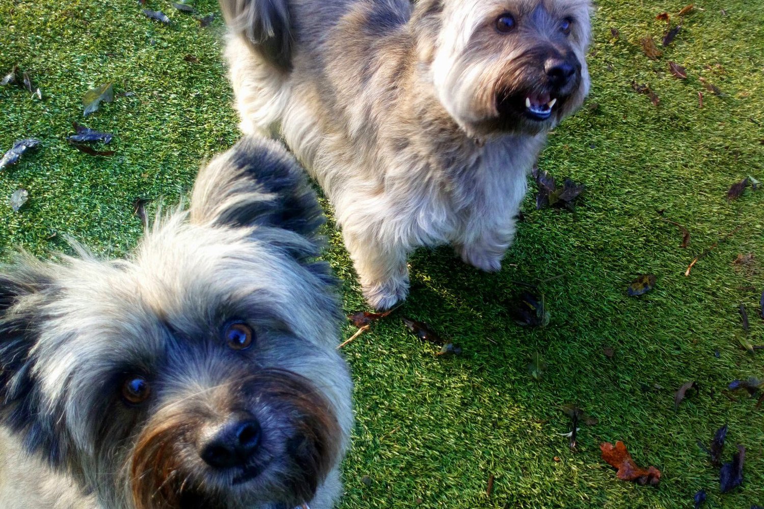 Deutsche Boarding Kennels & Cattery Limited