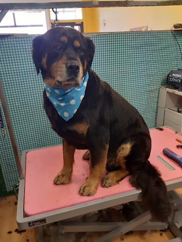 Tara's Dog grooming
