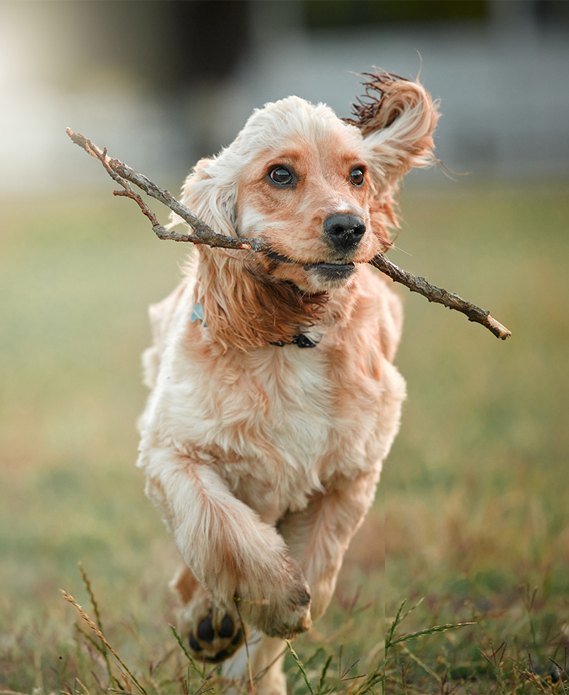 Canine Country Club