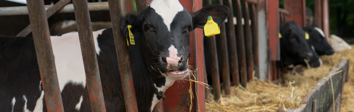 Ballygawley Veterinary Clinic - Ballygawley