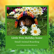 Little Pets Holiday Home Small Animal Boarding
