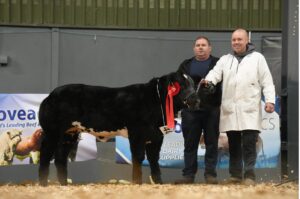 Irish Limousin Cattle Society, Kilglass, Mitchelstown, Co. Cork