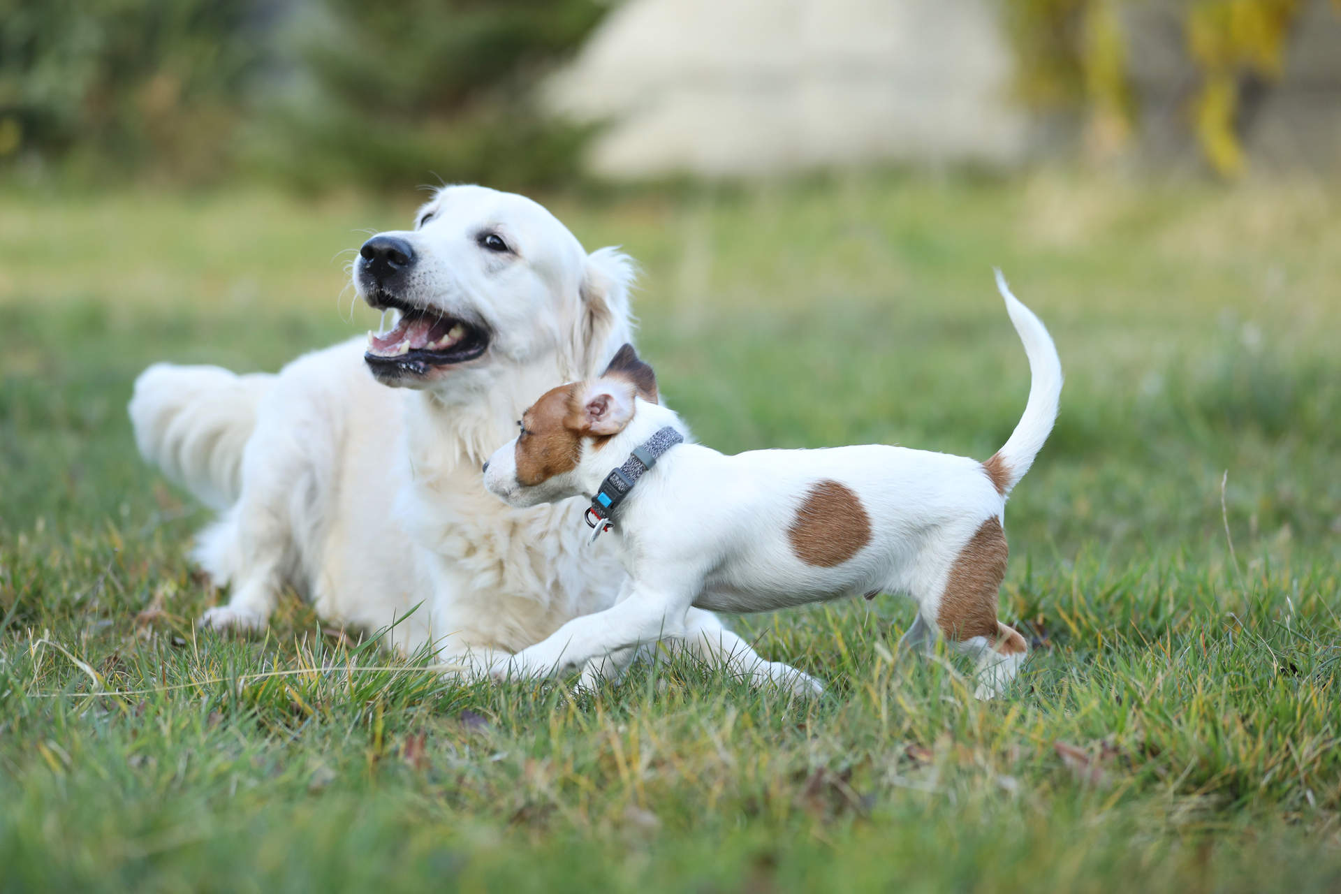 Hazmieh Dog Boarding