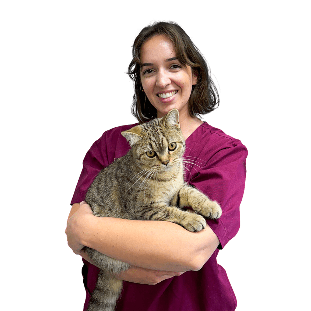 Just Cats @ Village Vets Clonsilla