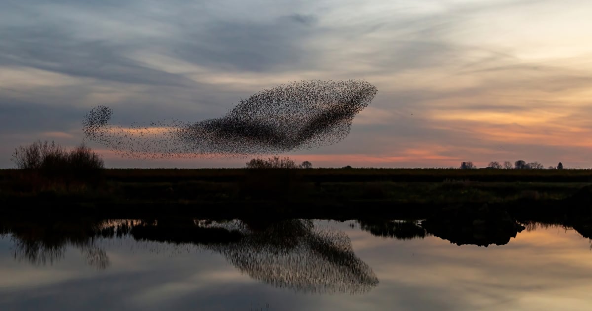 An Taisce - The National Trust for Ireland
