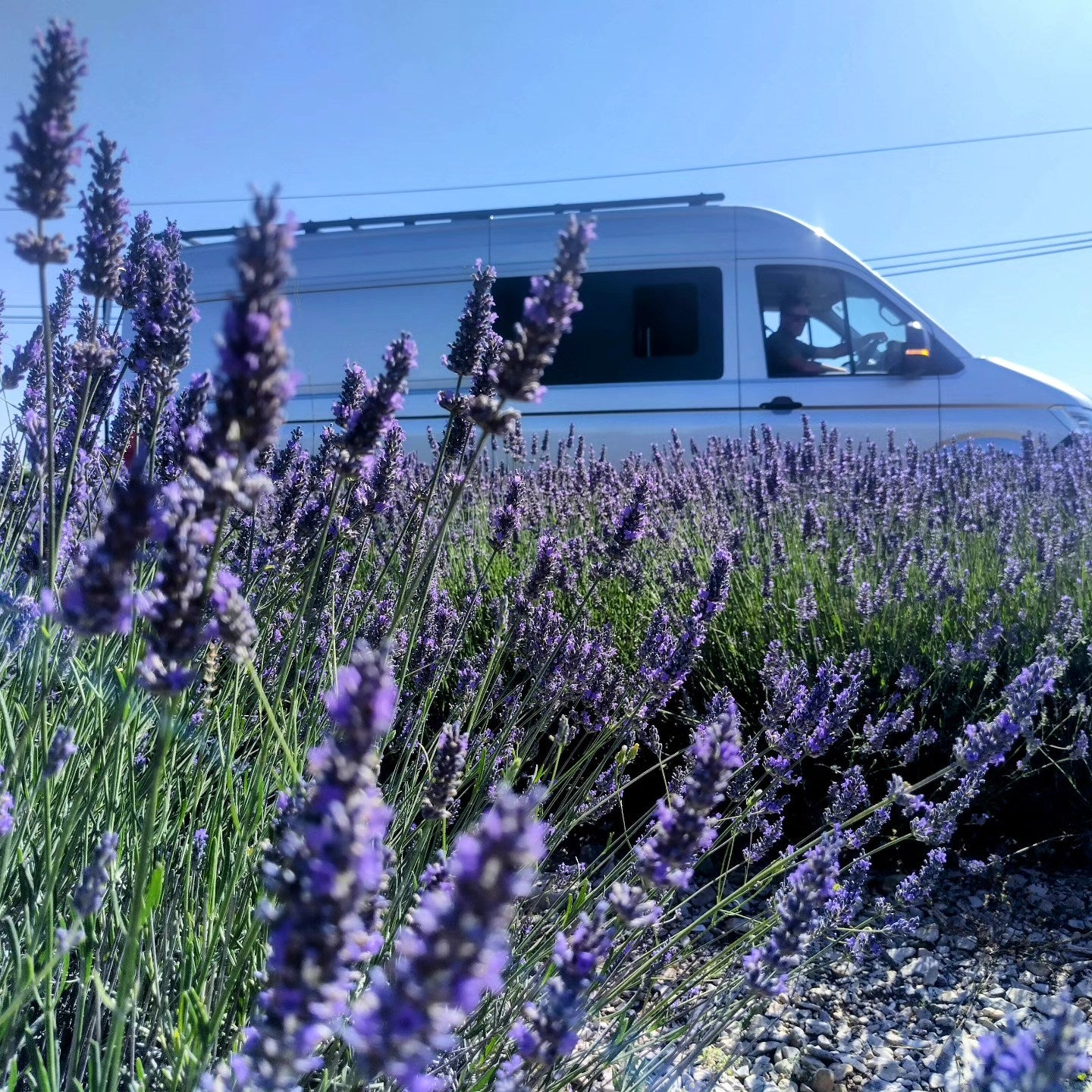 Vanderlust Campervan Hire & Conversions