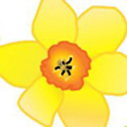 Lispopple Flowers