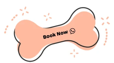Zoomies Dog Grooming & Daycare