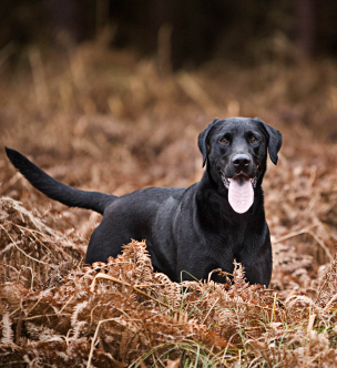 PACDOG - Dog Control Systems