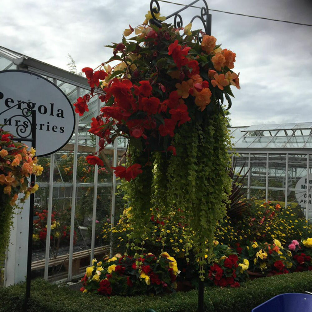 Pergola Nursery Garden Corner