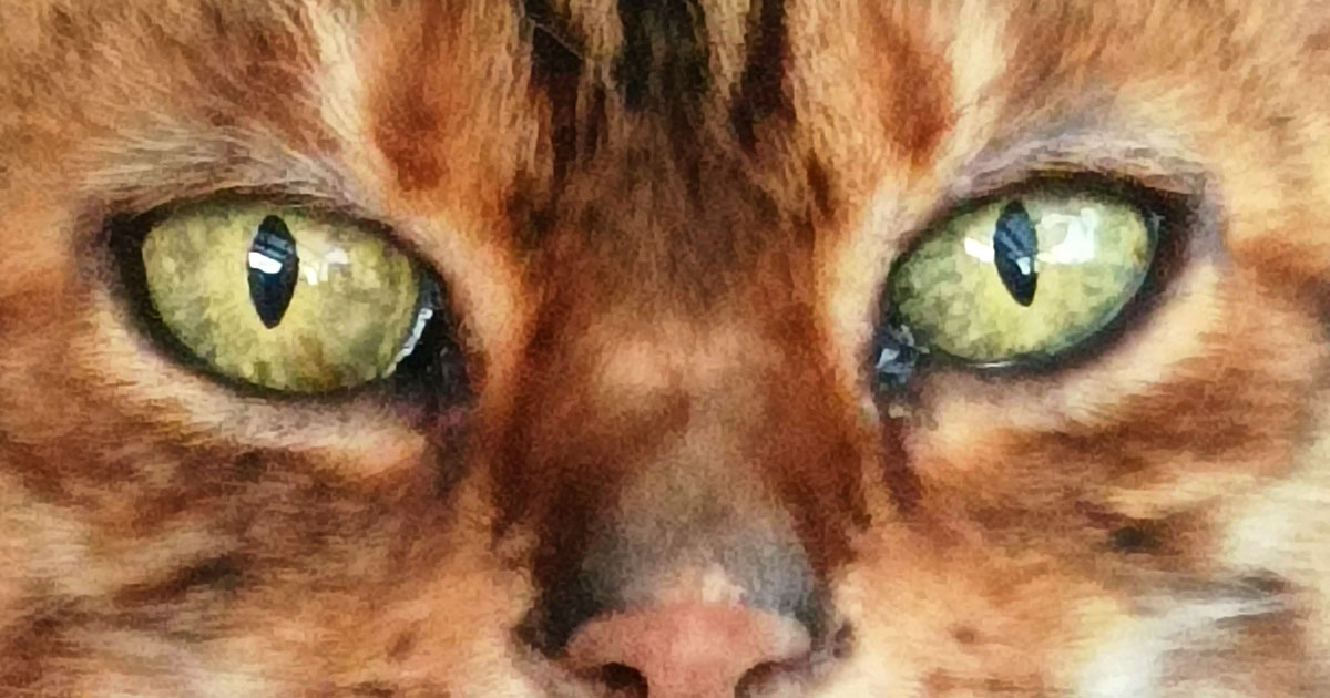 Moggie Motel
