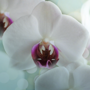 Vivianne Maloney Counselling & Psychotherapy