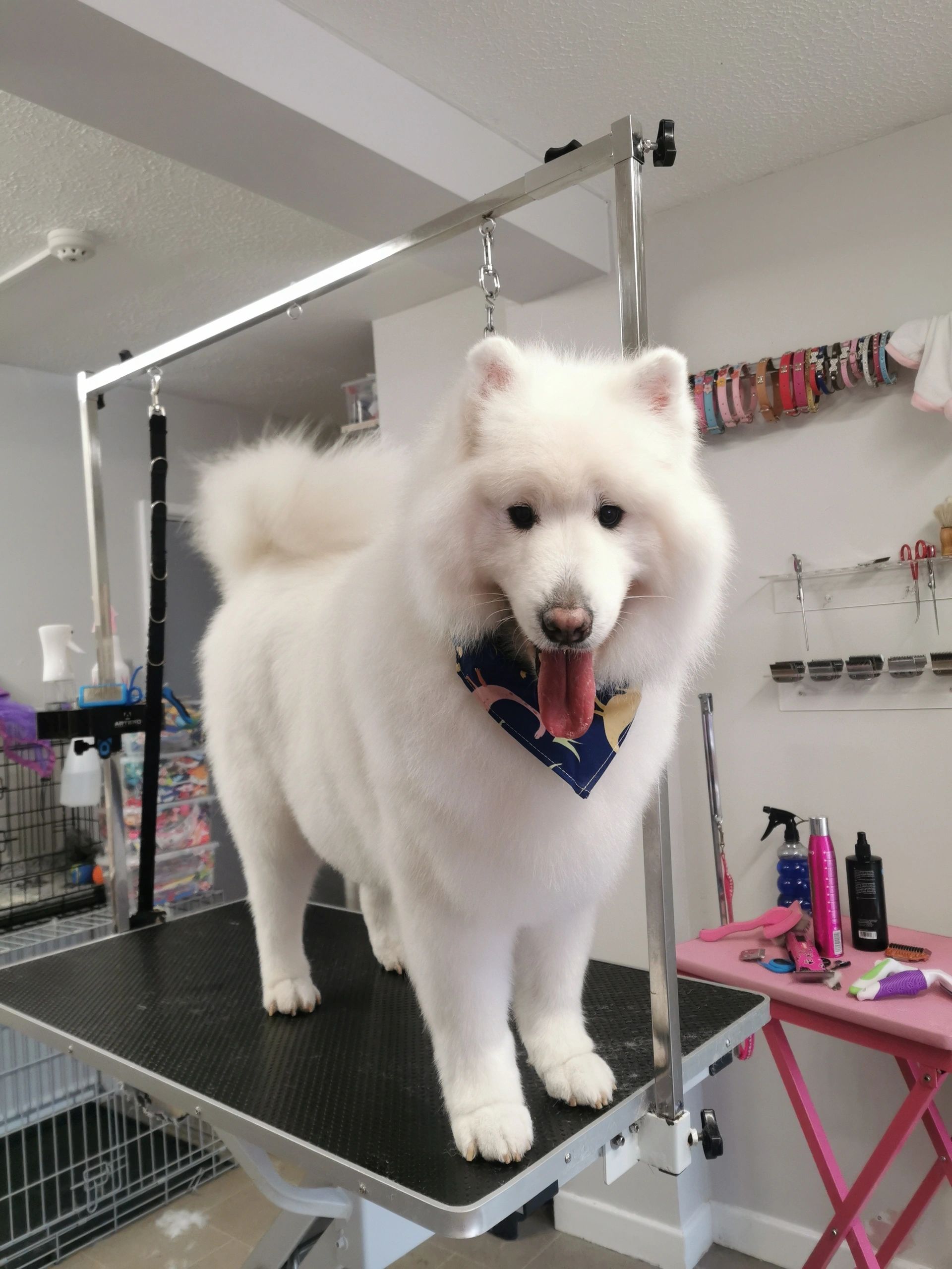 So Fetch Professional Dog Grooming Dublin