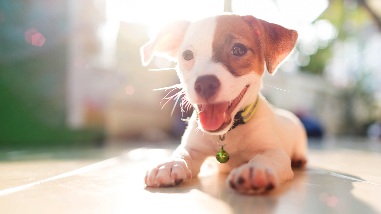 Petmania Carlow, Grooming, Nutrition & Pet Store