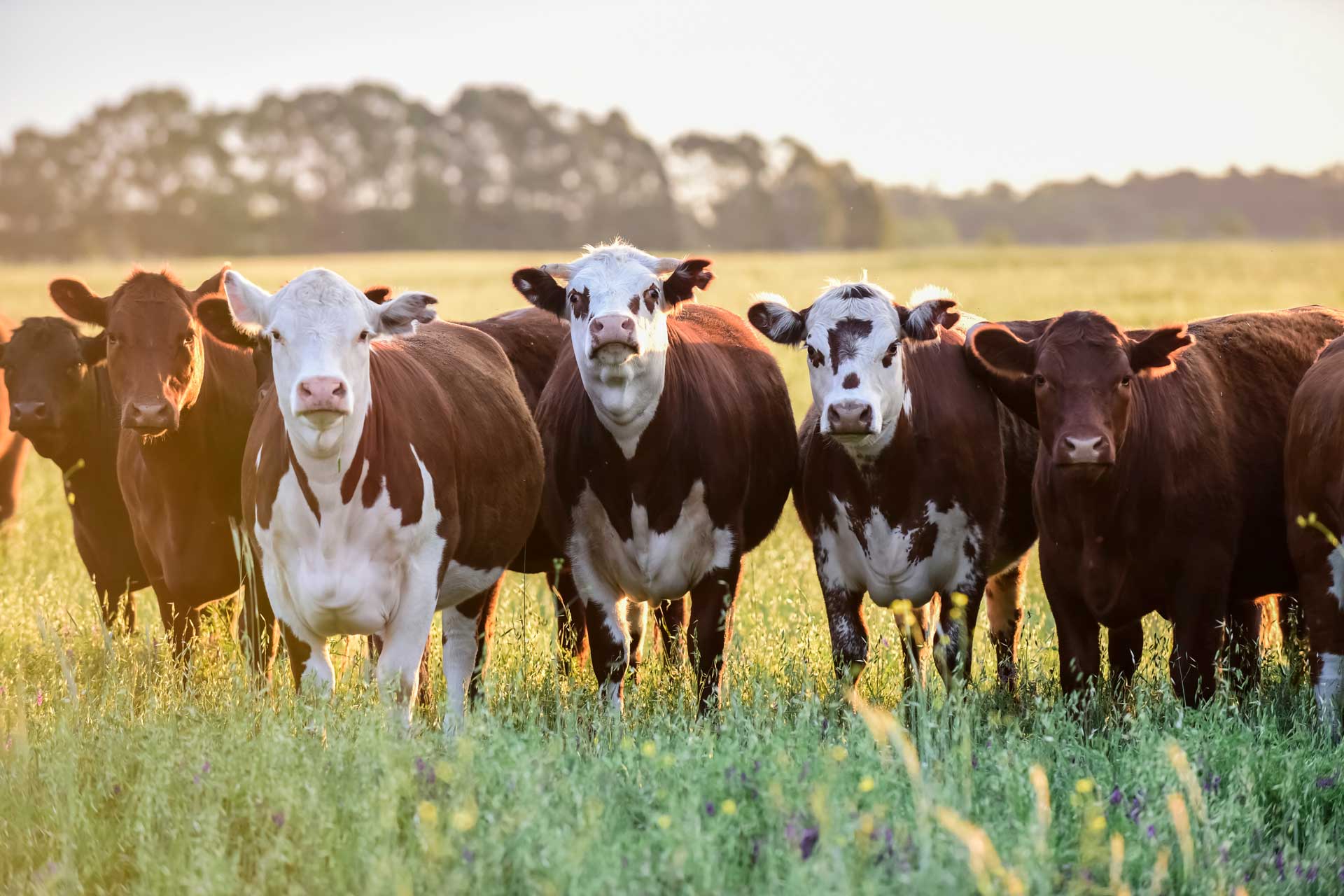 AgriStore.ie
