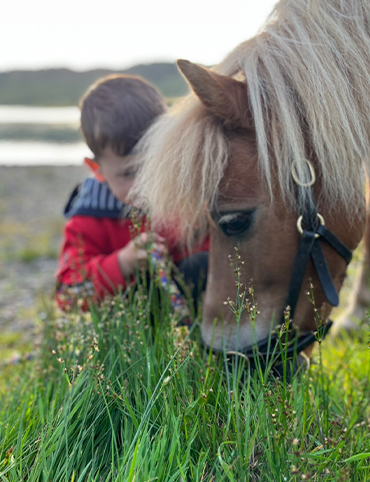 Counselling & Equine Assisted Counselling - Shauna Conaghan