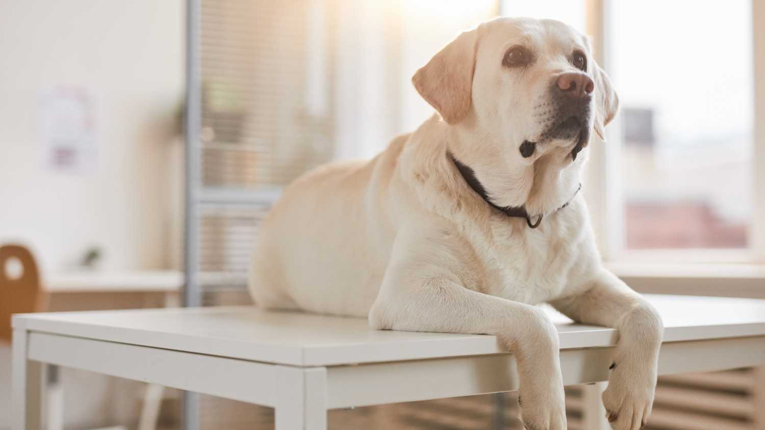 All Creatures Veterinary Clinic (XL Vets Ireland)