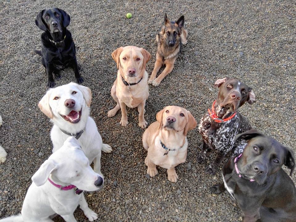 Happy Irish Dogs