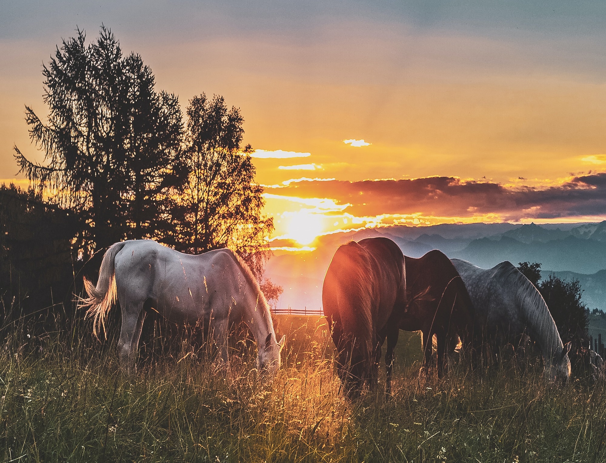 Equine Tendon