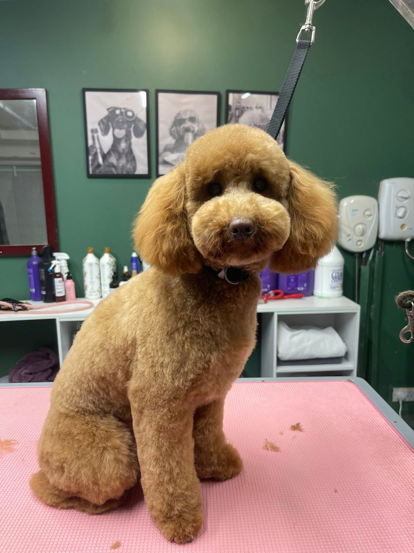 Groovy Dogs Grooming