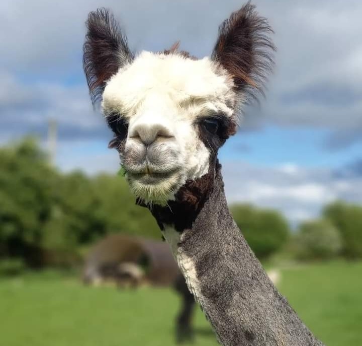 Hilltop Farm Alpacas - Please book in advance