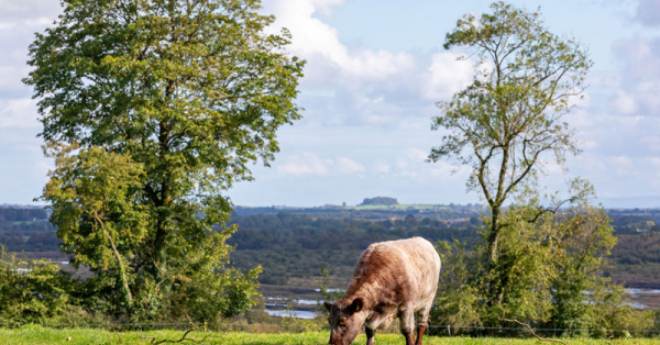 Mount Briscoe Country House