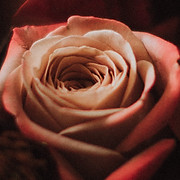 Jill Wild, Flowersmith