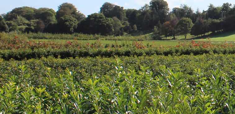Fermoy Woodland Nurseries Ltd. Tree and Hedging Specialists