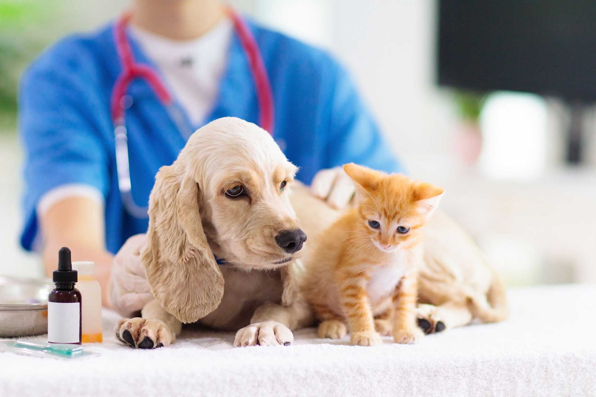 St. Francis Animal Dispensary
