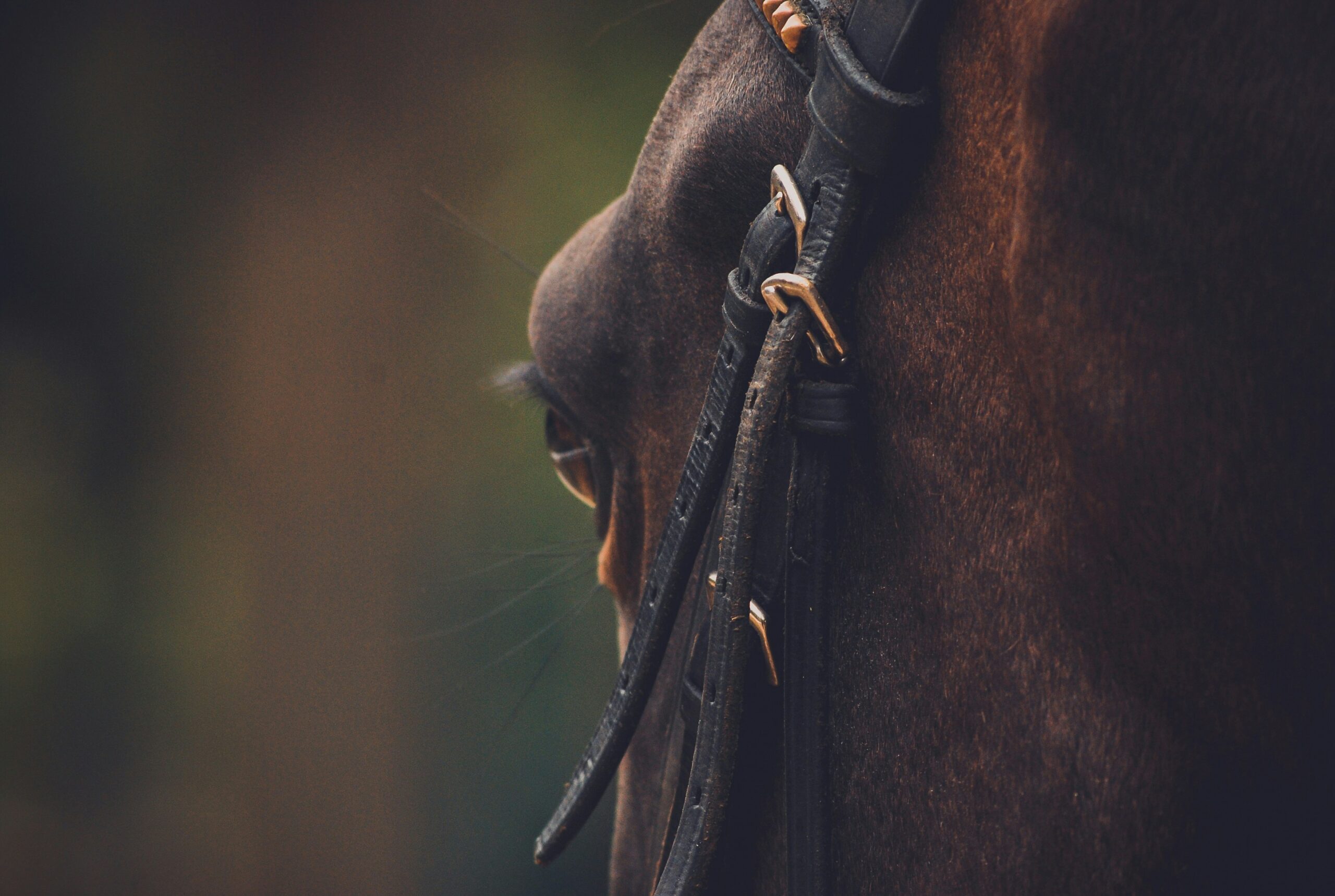 Coolmore Stud