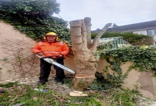 tree felling cork