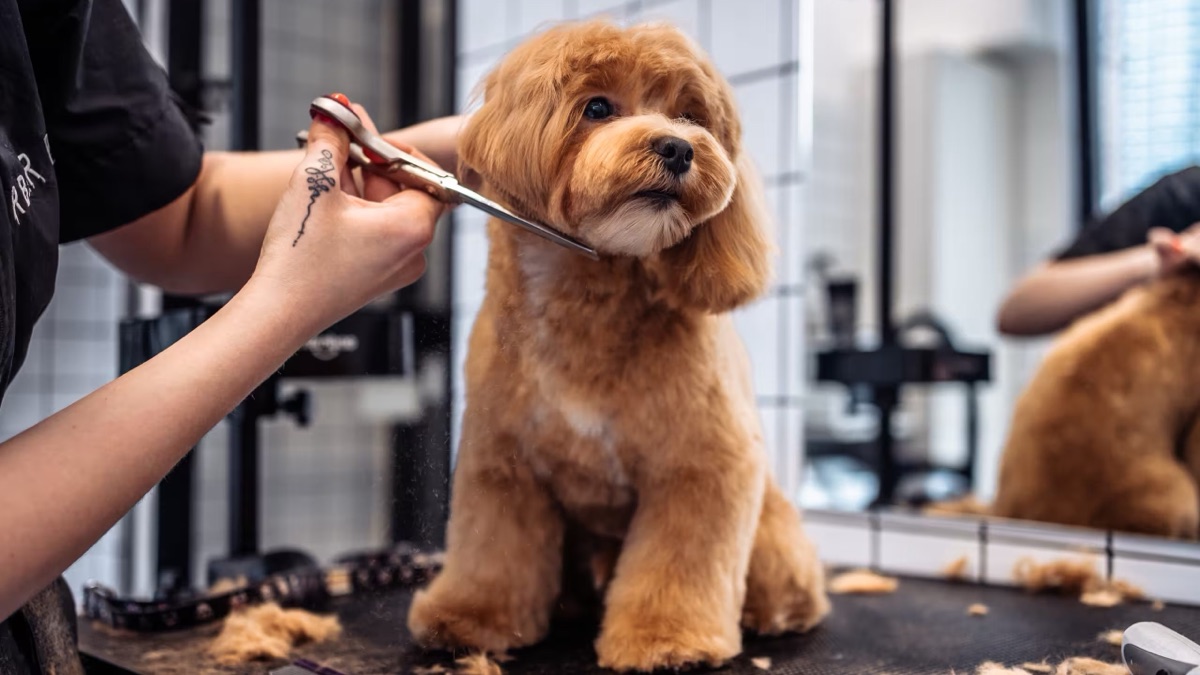 Muttugly Dog Grooming