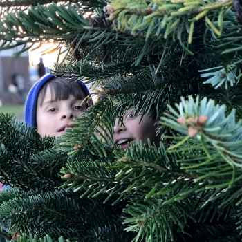 Rathcon Christmas Tree Farm