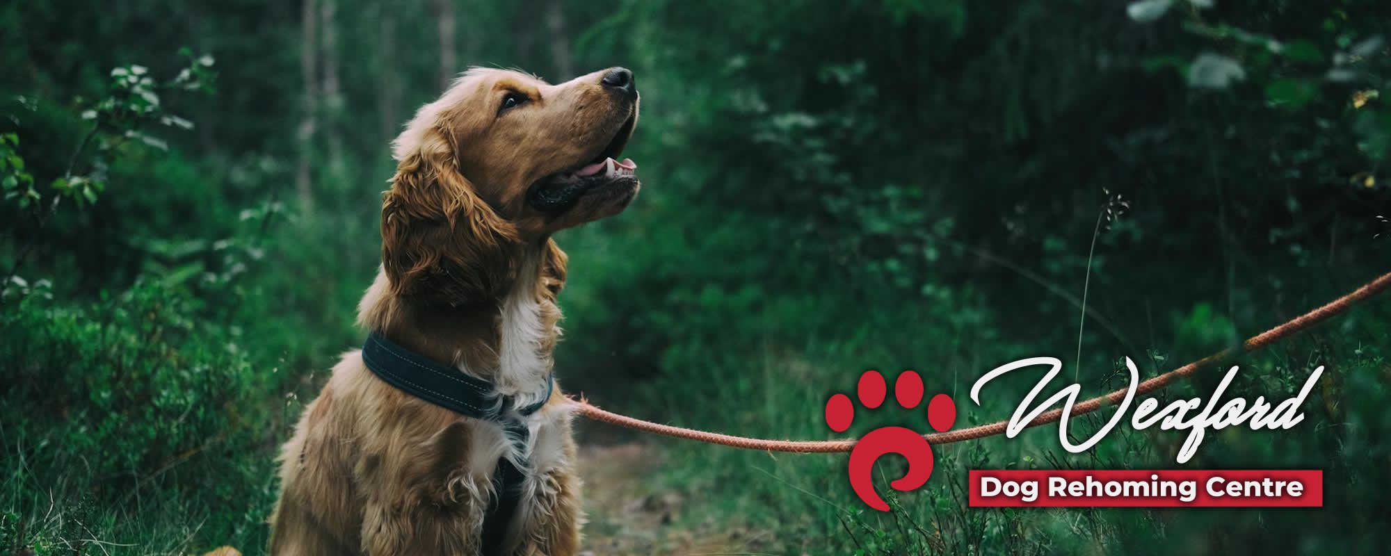 Petsfirst