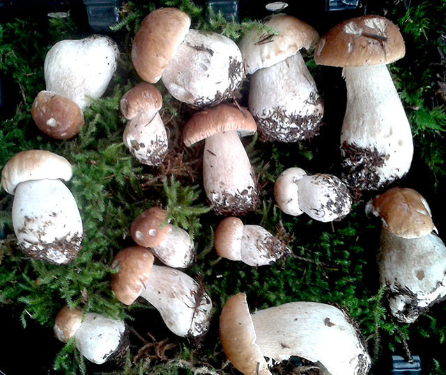 Ballyhoura Mountain Mushrooms