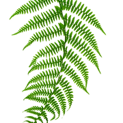 Fern Therapies