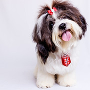 Michael Shiels Academy @ Bark N Beauty Spa Dog Grooming School