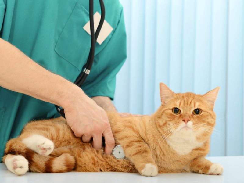 Millstreet Veterinary Group