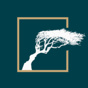 The Hawthorn by Galway Bay