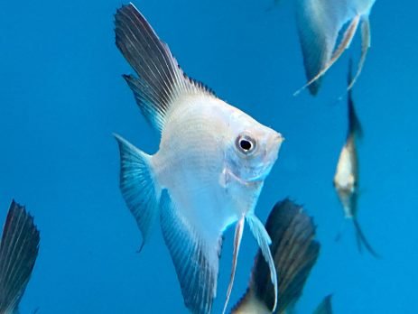Rainforest Fish